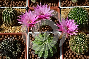 Pink flowers of hybrid cactus between Echinopsis and Lobivia