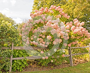 pink flowers on Hydrangea bush and wooden fence, Pittsfield Massachusetts photo