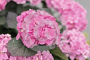 Pink flowers of hydrangea close-up, selective focus. Natural hydrangea macrophylla, hortensia. Large head of selection