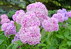 Pink flowers of a hydrangea Hydrangea L., close up