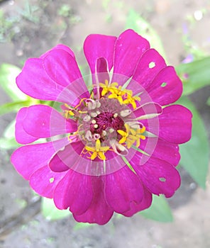 Pink flowers image ,cosmos flower gardening image