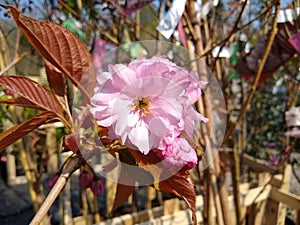 Prunus 'Hokusai' photo