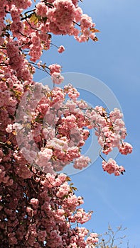 Pink Flowers Of Japanese Cherry Sakura Bloom