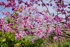 Pink flowers Judas tree or Cercis