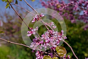 Pink flowers Judas tree or Cercis