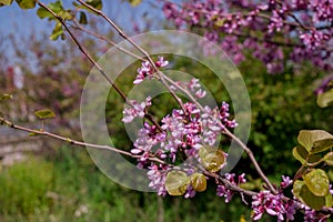 Pink flowers Judas tree or Cercis