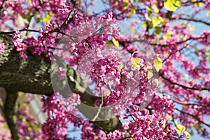 Pink flowers Judas tree or Cercis photo