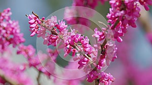 Pink Flowers On Judas Tree With Insect Fly. European Tsertsis. Close up.