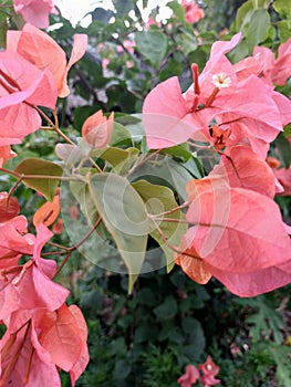 Pink flowers in kiram village