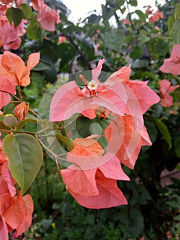 Pink flowers in kiram village