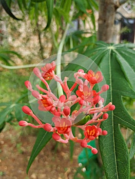 Pink flowers in kiram village