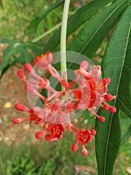 Pink flowers in kiram village