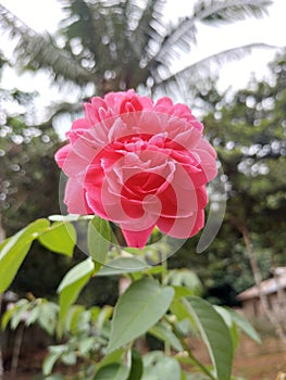 Pink flowers in kiram village