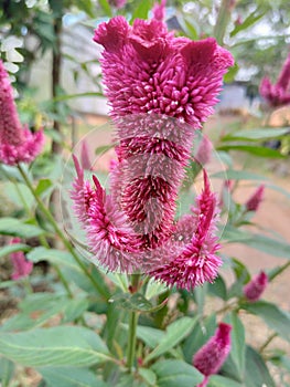 Pink flowers in kiram village