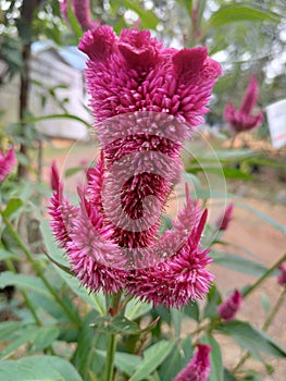 Pink flowers in kiram village