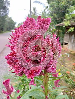 Pink flowers in kiram village