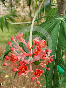 Pink flowers in kiram village photo