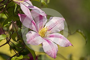 Pink  flowers of a klematis lit with the bright summer sun