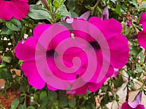 Pink flowers, Korat Zoo