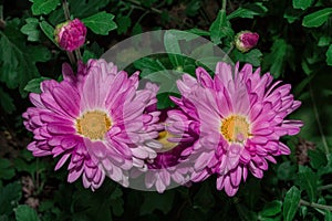 Pink flowers of Korean Chrysanthemum Latin: Chrysanthemum koreanum on a background of green leaves, close-up. Selective focus