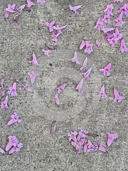 Pink flowers of a lapacho tree on the ground