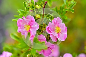 Pink flowers Lapchatka lat. Potentilla on a green Bush