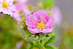 Pink flowers Lapchatka lat. Potentilla on a green Bush