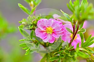 Pink flowers Lapchatka lat. Potentilla on a green Bush