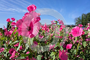 Pink flowers of lavatera in bloom against the blue sky. photo