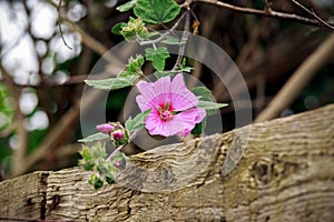Pink flowers of lavatera hanging over wooden fence, selected focus