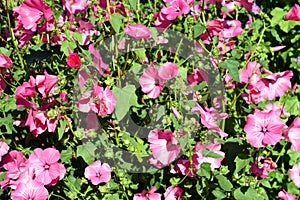 Lavatera trimestris, silver cup.