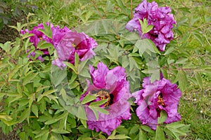 Pink flowers in the leafage of tree peony