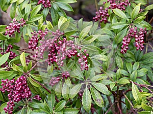 Pink flowers and leaves of Pieris japonica Passion