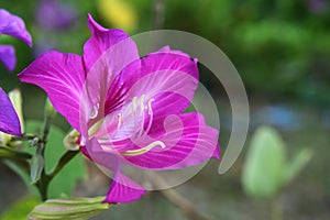 Pink flowers that look beautiful and refreshing