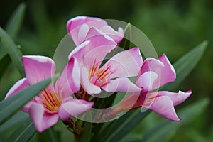 Pink flowers that look beautiful and refreshing