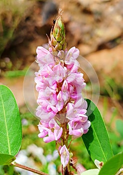 Pink flowers from lotus plants in Rubia hamlet, Anjangg subdistrict, West Kalimantan, Indonesia photo