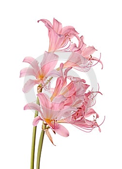 Pink flowers of Lycoris squamigera isolated against a white back photo