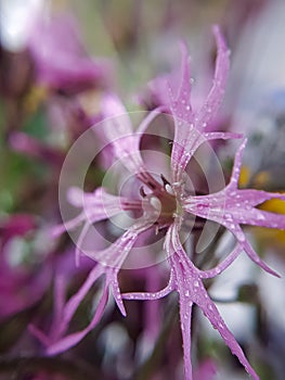 Pink flowers macro, tenderness. Background, photo Wallpaper.