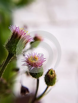 Pink flowers macro, tenderness. Background, photo Wallpaper.