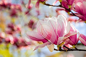 pink flowers of magnolia soulangeana tree in bloom