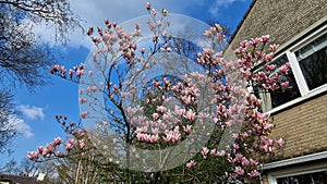 Pink flowers of Magnolia × soulangeana tree.