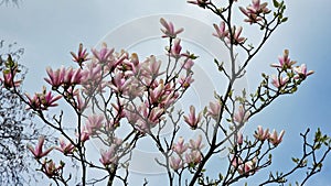 Pink flowers of Magnolia × soulangeana tree.