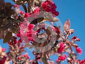 Pink flowers of a Malus Royal Raindrops Crabapple tree sprouting from the branches in early spring