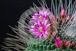 Pink flowers of mammillaria spinosissima un pico cactus on a black background
