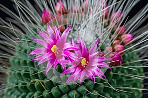 Pink flowers of mammillaria spinosissima un pico cactus on a black background