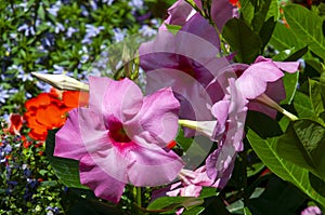 Pink flowers of a mandevilla in sunshine