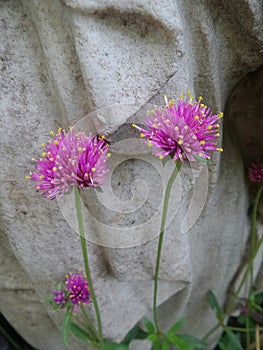 Pink flowers on marble sculpture background