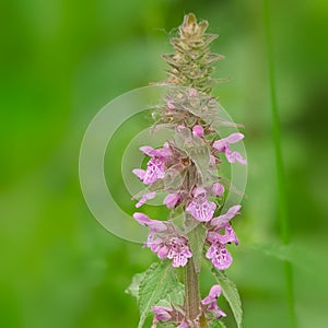 Pink flowers of marsh woundwort