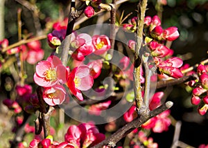 Pink flowers of maule`s quince in spring - chaenomeles japonica, rosaceae, rosales