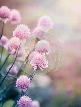 Pink flowers on the meadow